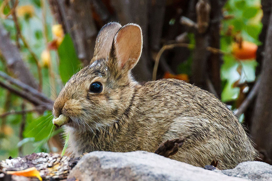 bunny peaches