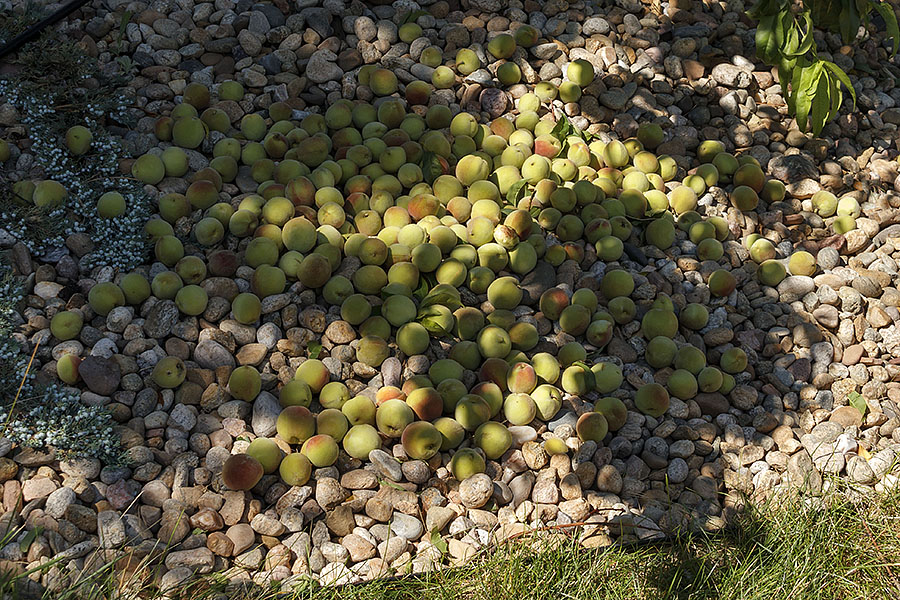 pruning unripe peaches