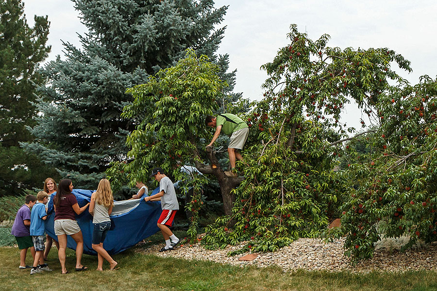 picking peaches tarp