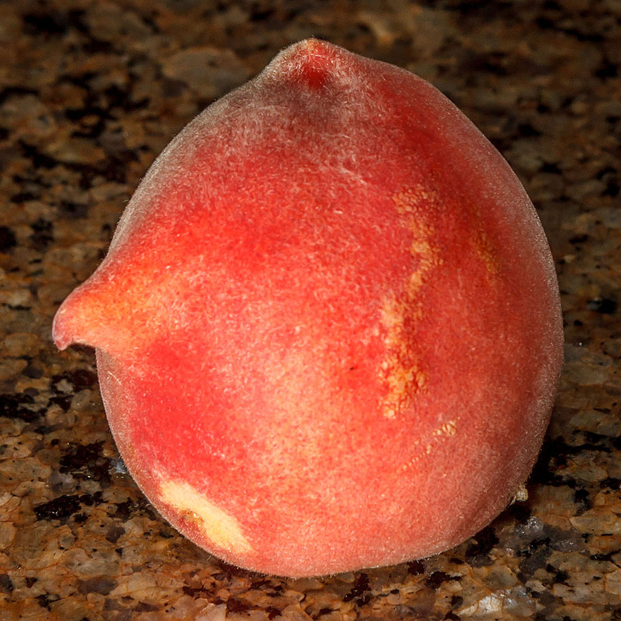 rhino peach