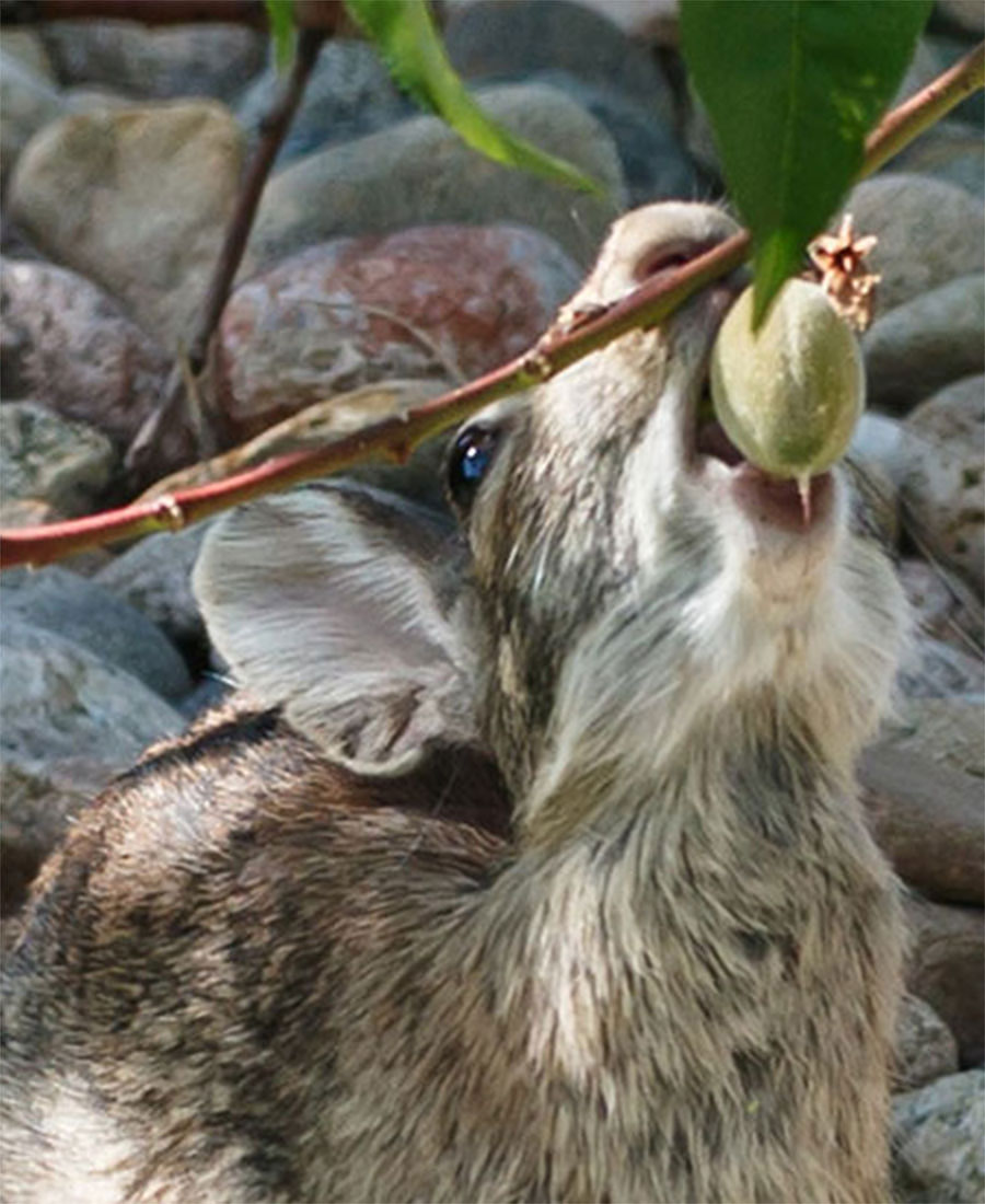Rabbit eating peaches seq1
