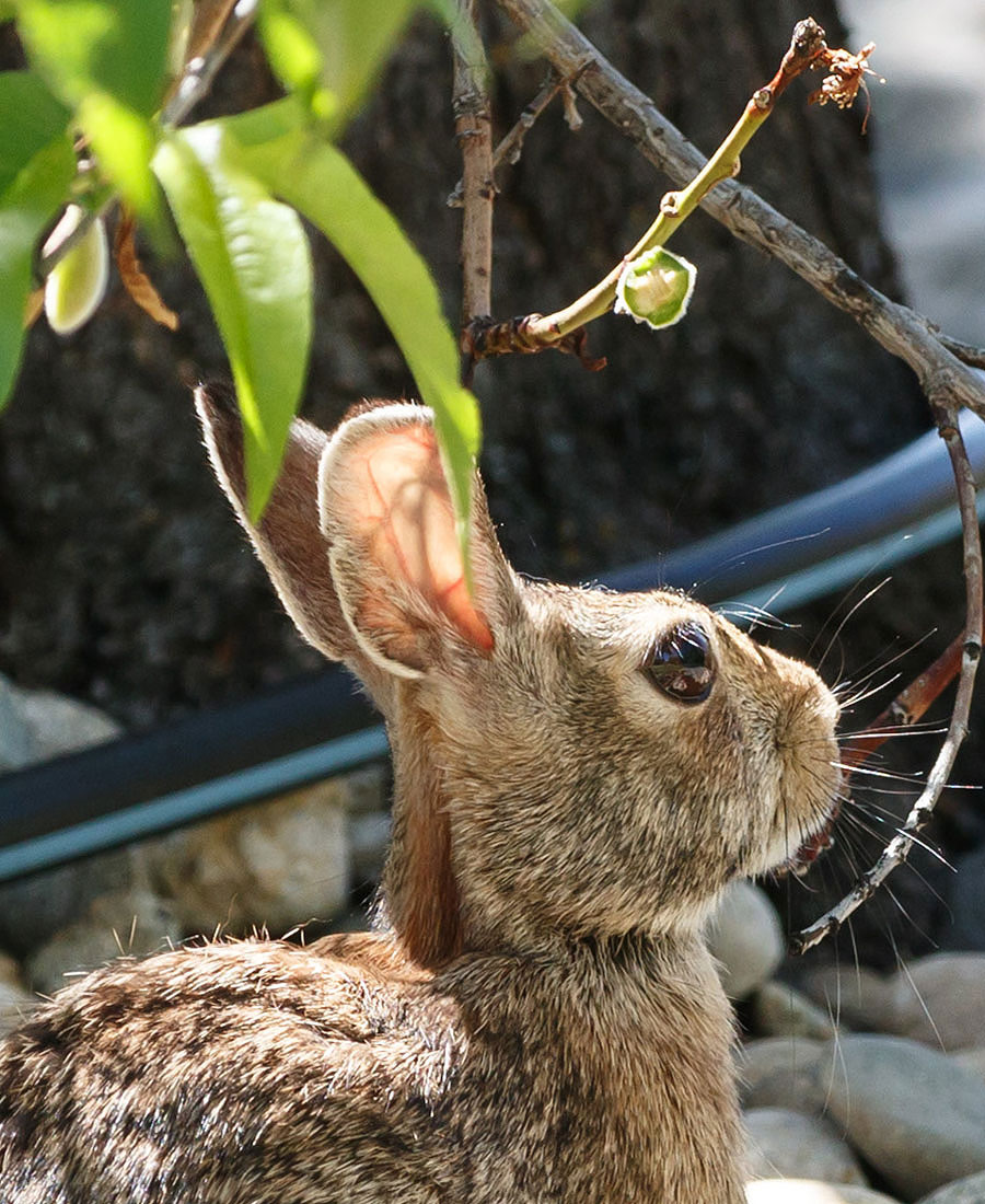 Rabbit eating peaches seq1