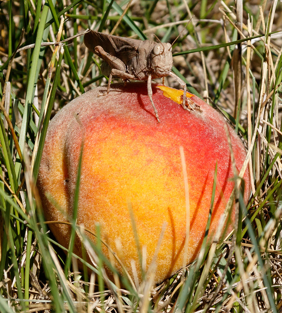 peach trees 2016 grasshopper 1