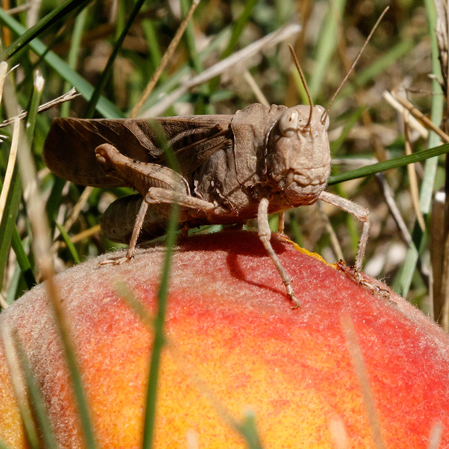 peach trees 2016 grasshopper 2