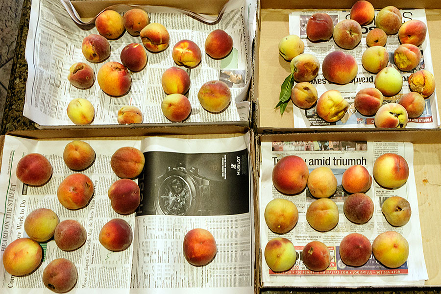 peach trees 2016 first pick