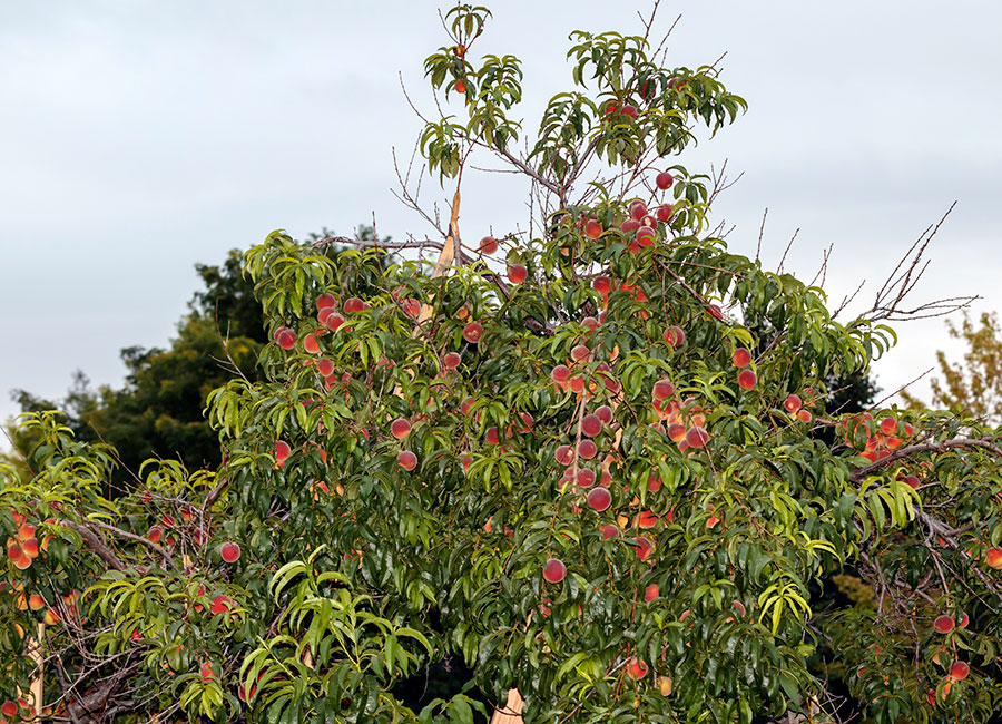 peach tree 2016 c3