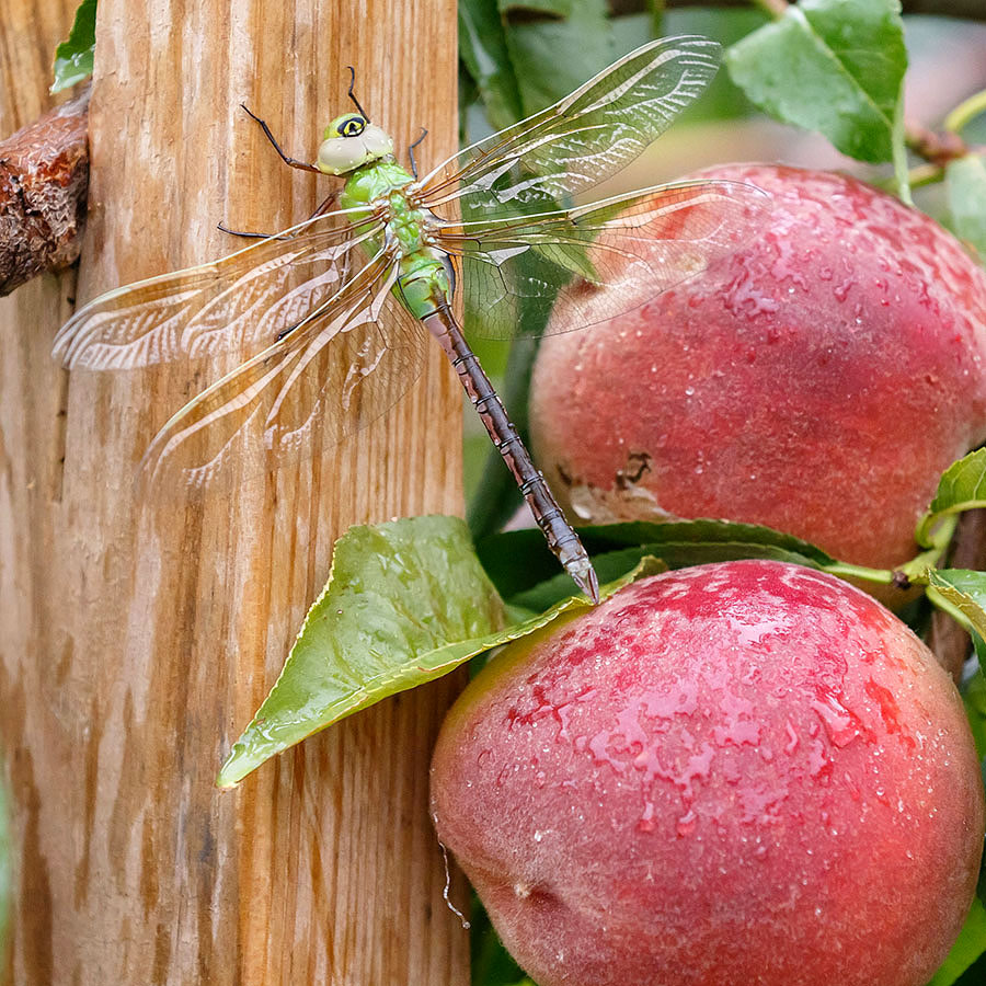 peach tree 2016 harvest dragonfly