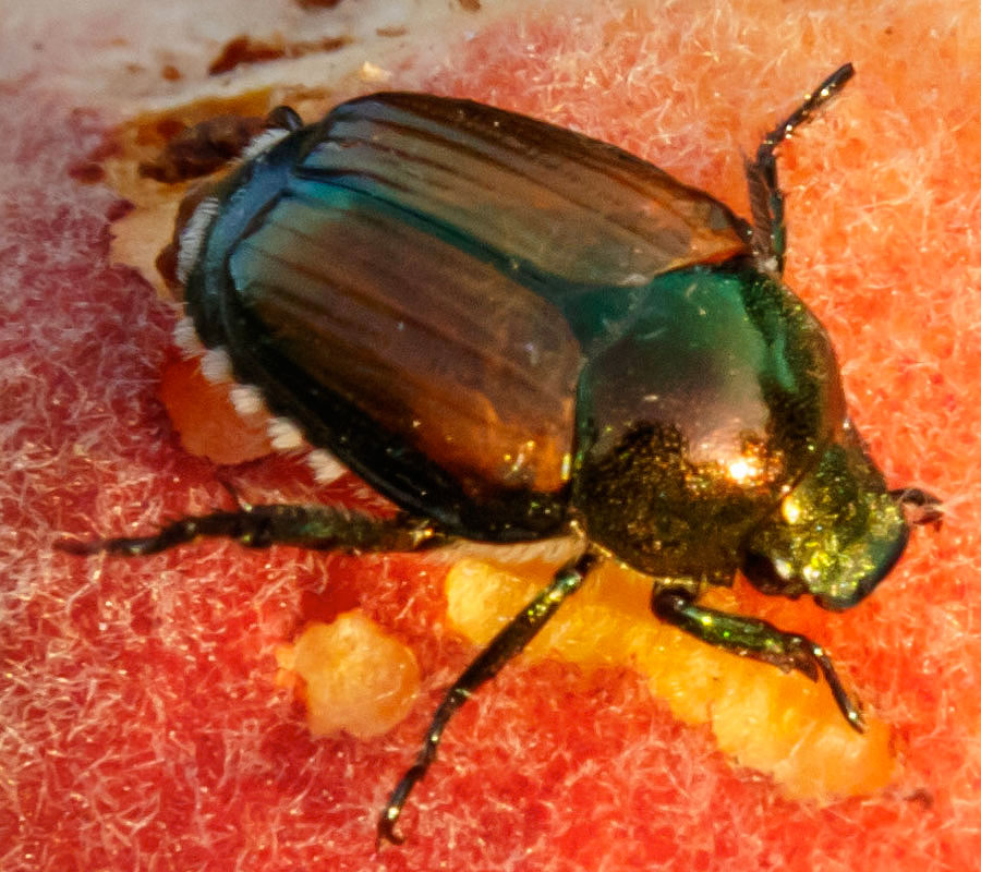 peach tree 2016 harvest bug closeup