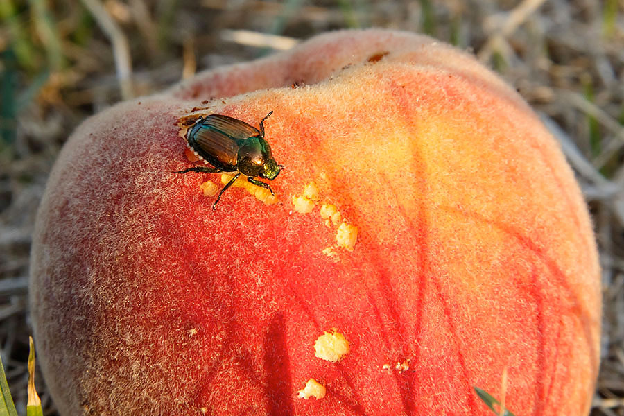 peach tree 2016 harvest bug