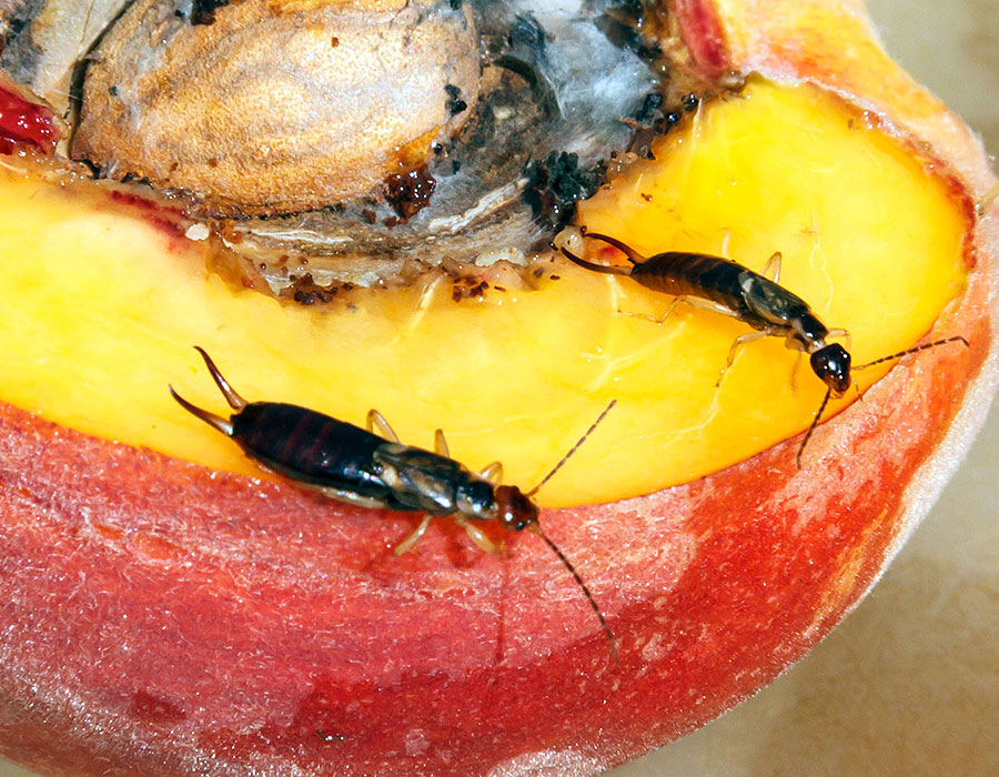peach bugs 3