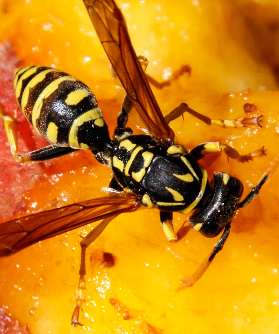 peach wasps closeup