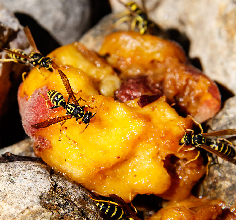 peach wasps