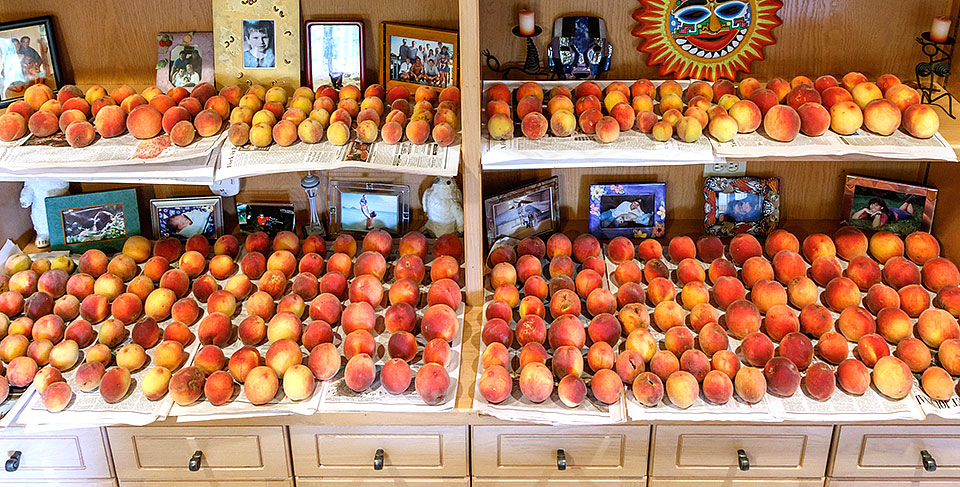 peach tree 2018 harvest a0