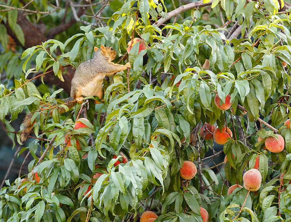 peach tree 2021 harvest a3