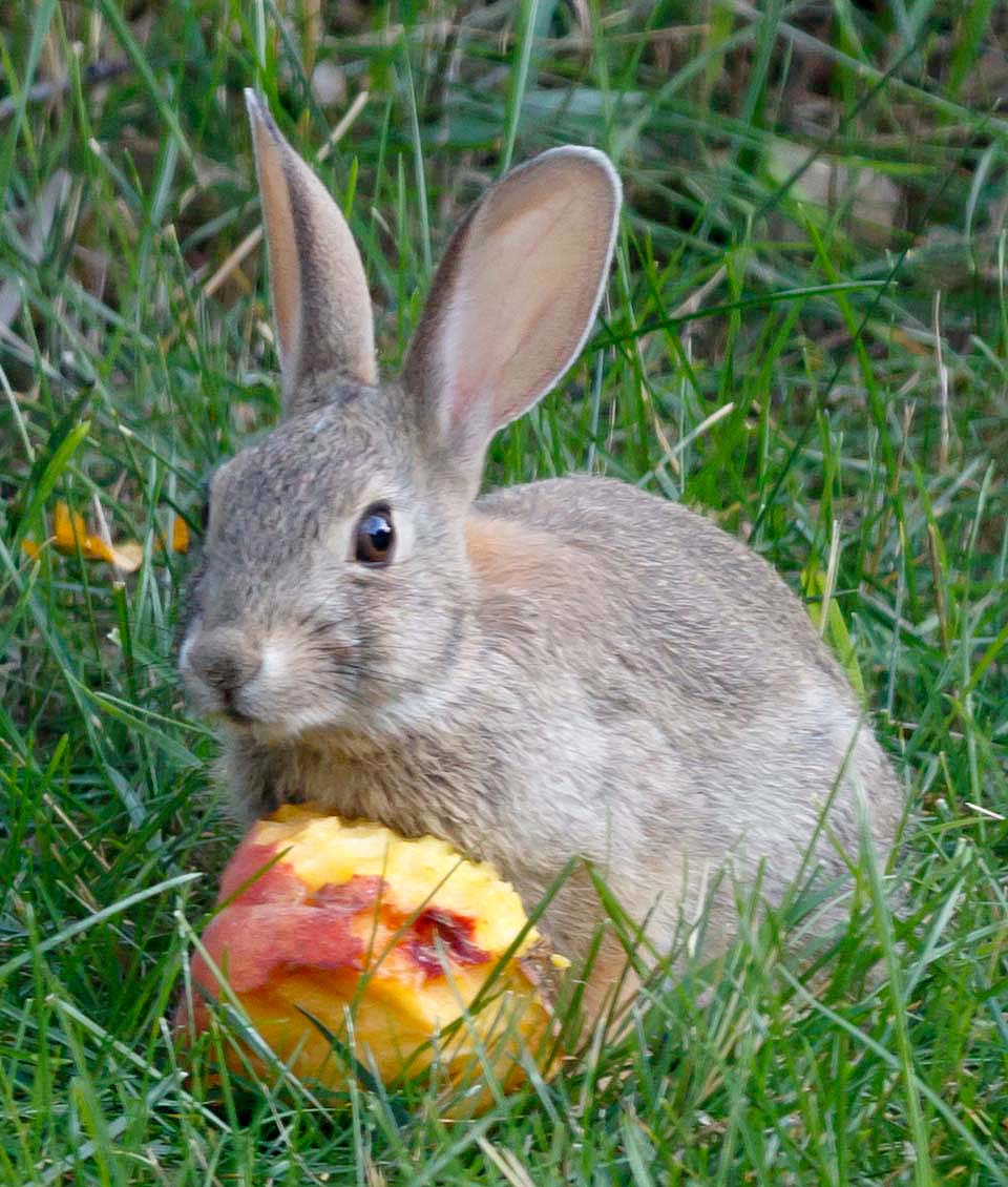 BBQ Peaches Rabbit 2