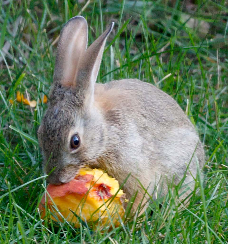 BBQ Peaches Rabbit 1