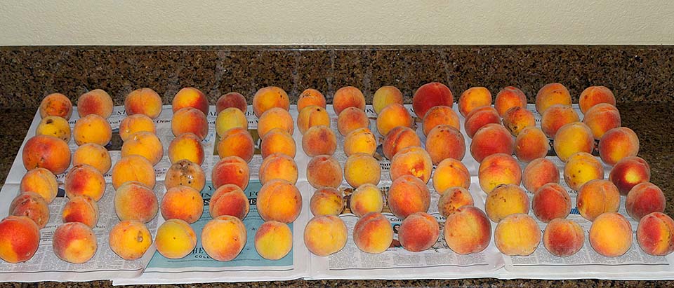 peach tree 2025 harvest counter