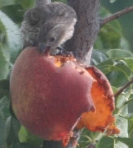 peach bird 1