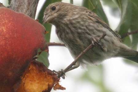 peach bird 60