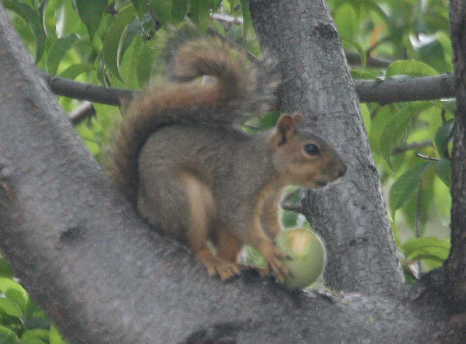 peach squirrel