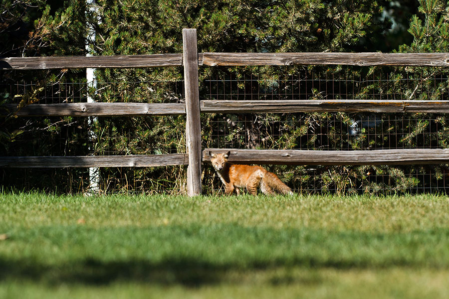 peach foxes fence