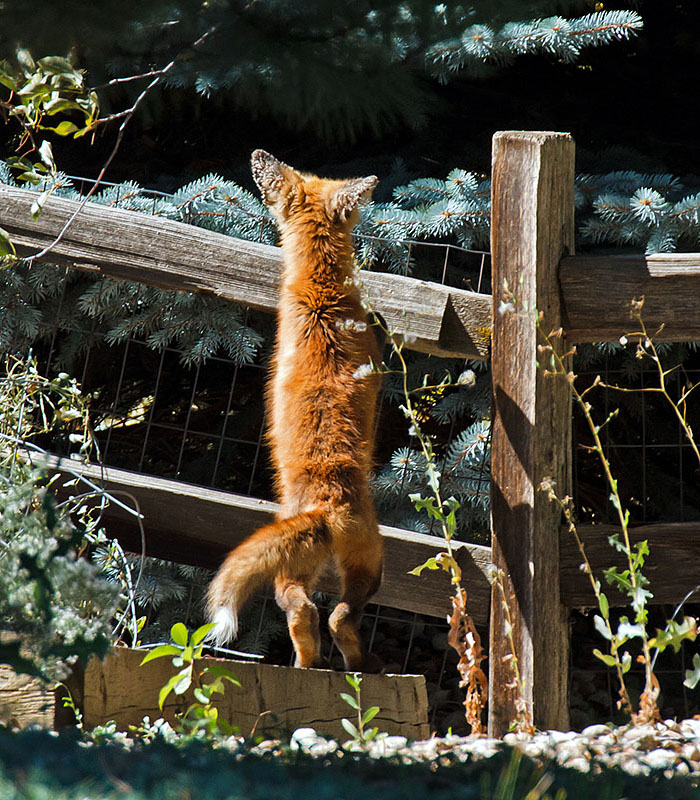 peach foxes hop fence