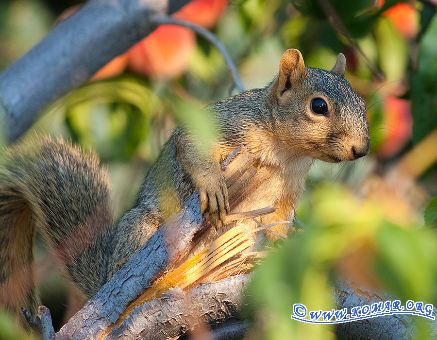 peach squirrel 2224