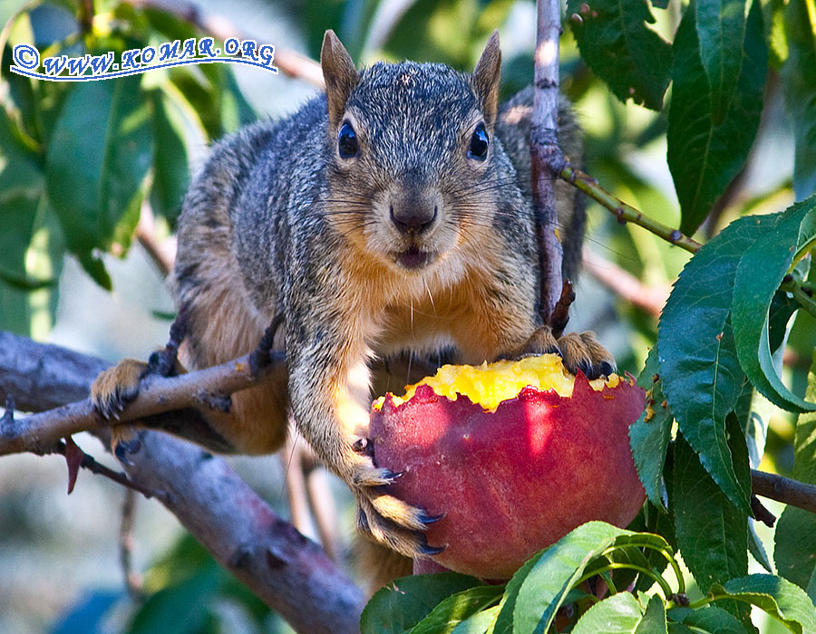 pesky peach squirrel