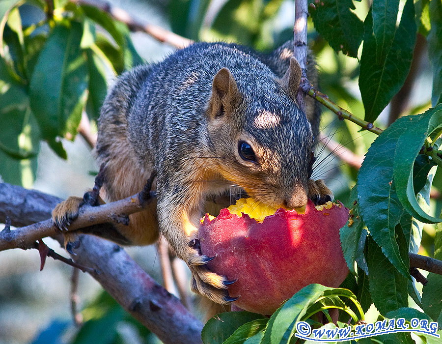 peach squirrel 2240