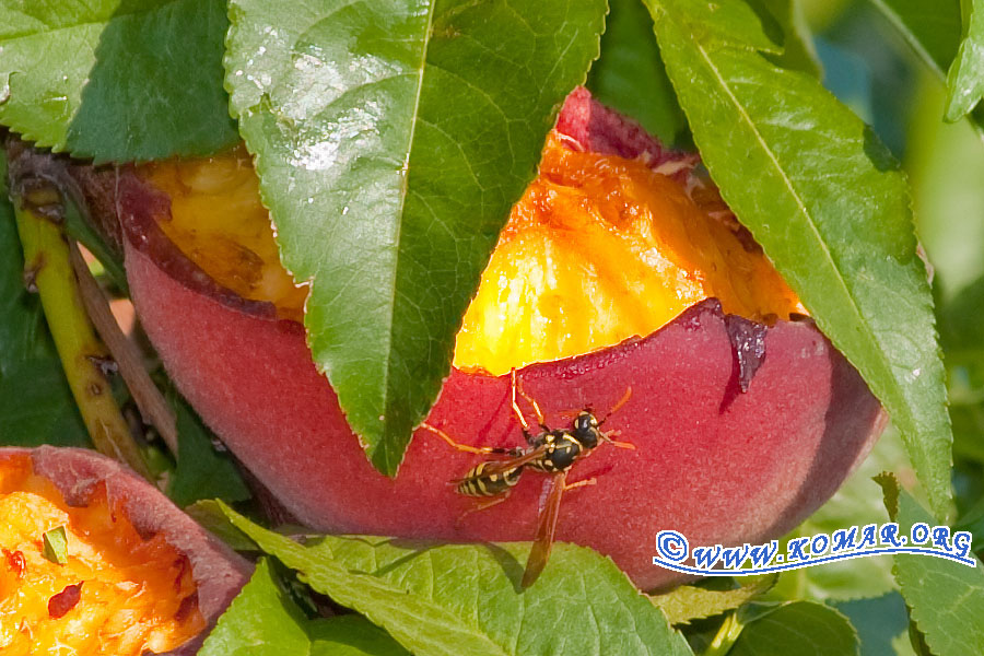 peach wasp 3476