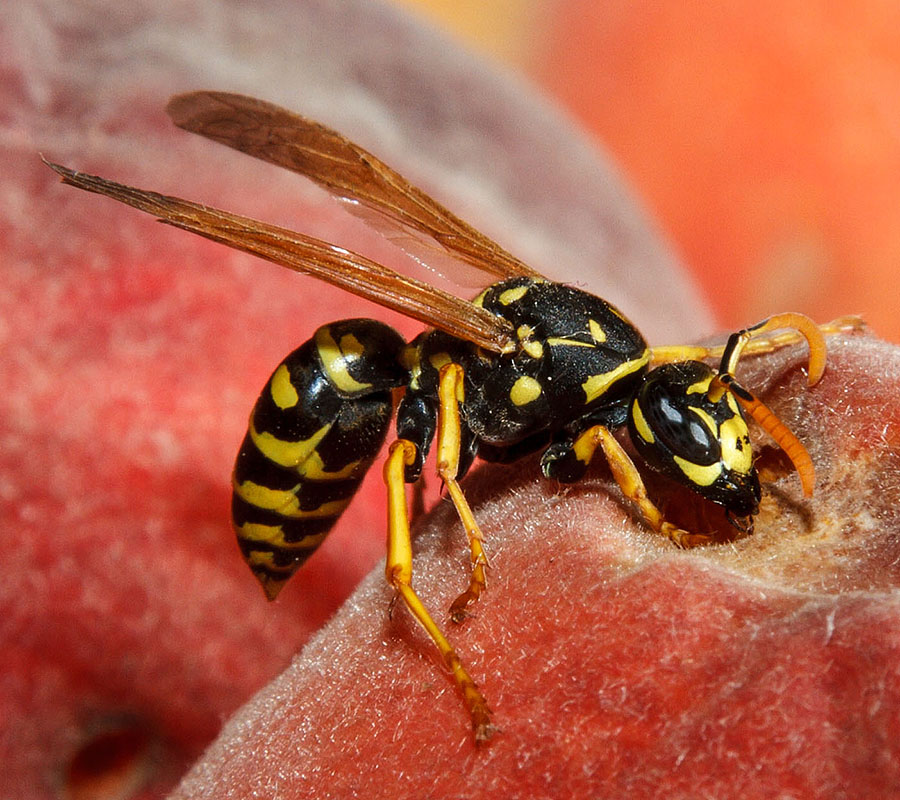 peach wasps