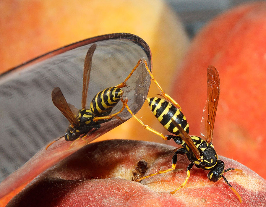 peach wasps knife