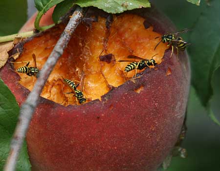 peaches wasps 4b