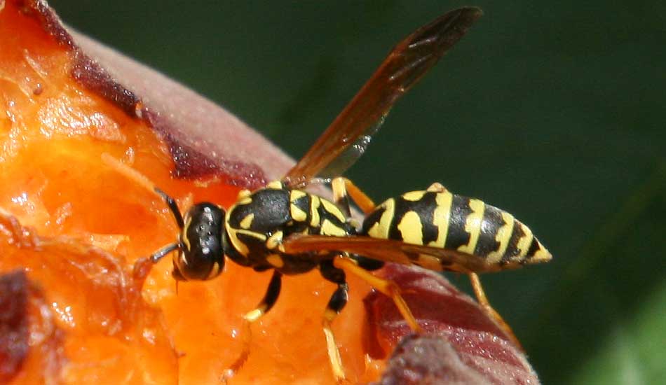 peach wasp