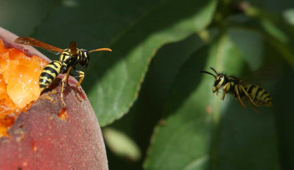 peach wasps lookout