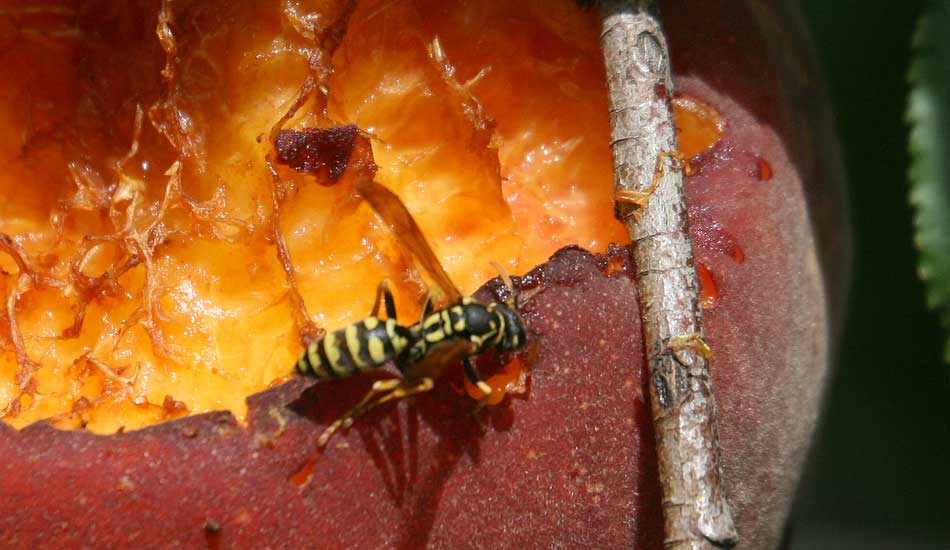peach wasps new hole