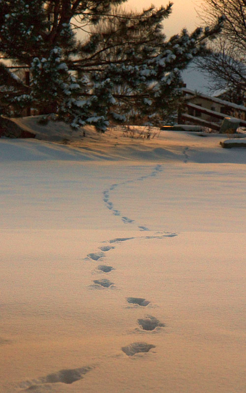 christmas snow tracks