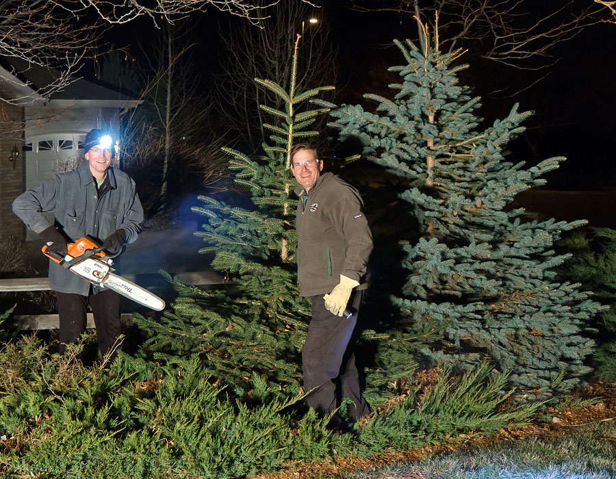 cut christmas tree after