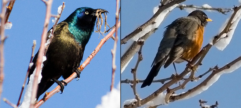 colorado birds