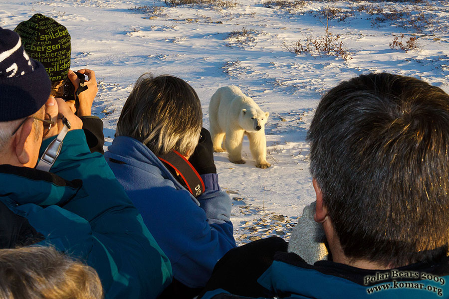 churchill polar bear tundra lodge k8