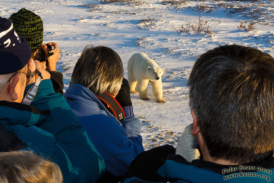 churchill polar bears 3