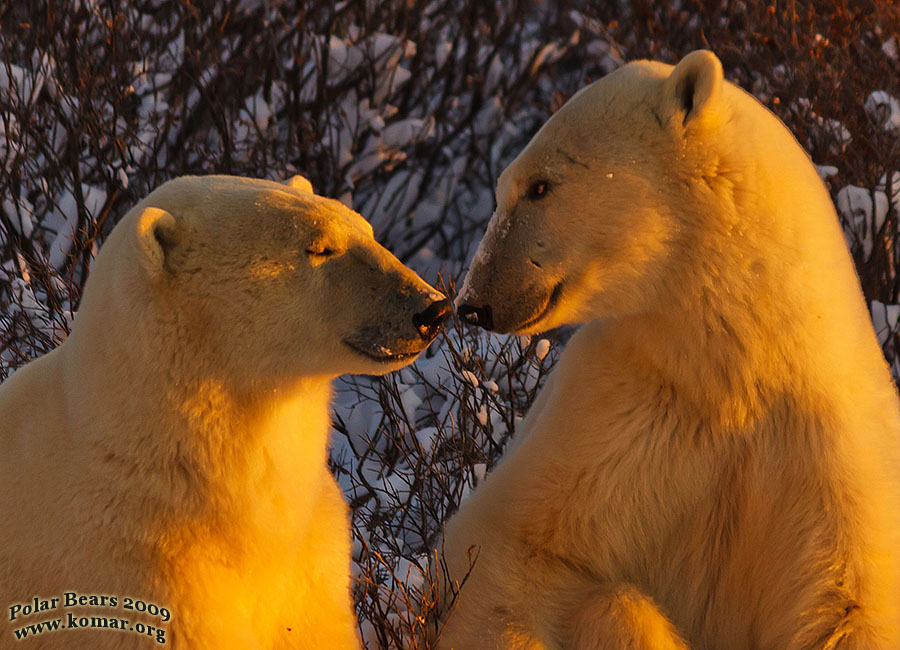 churchill polar bears cute