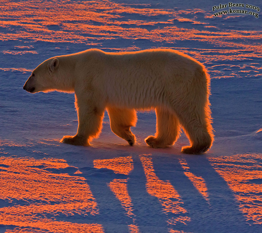 churchill polar bears 2