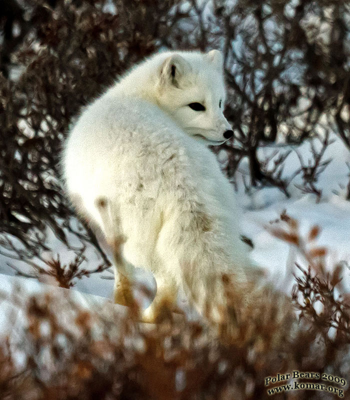 churchill arctic fox