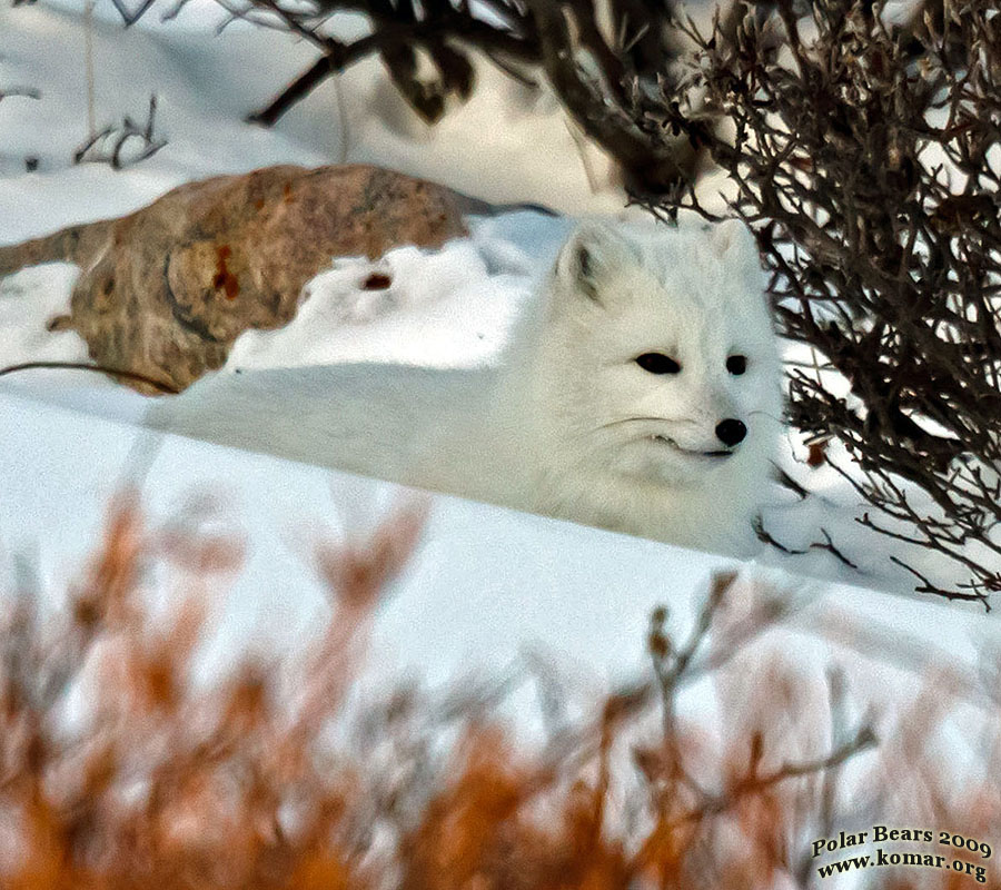 churchill arctic fox look closeup 