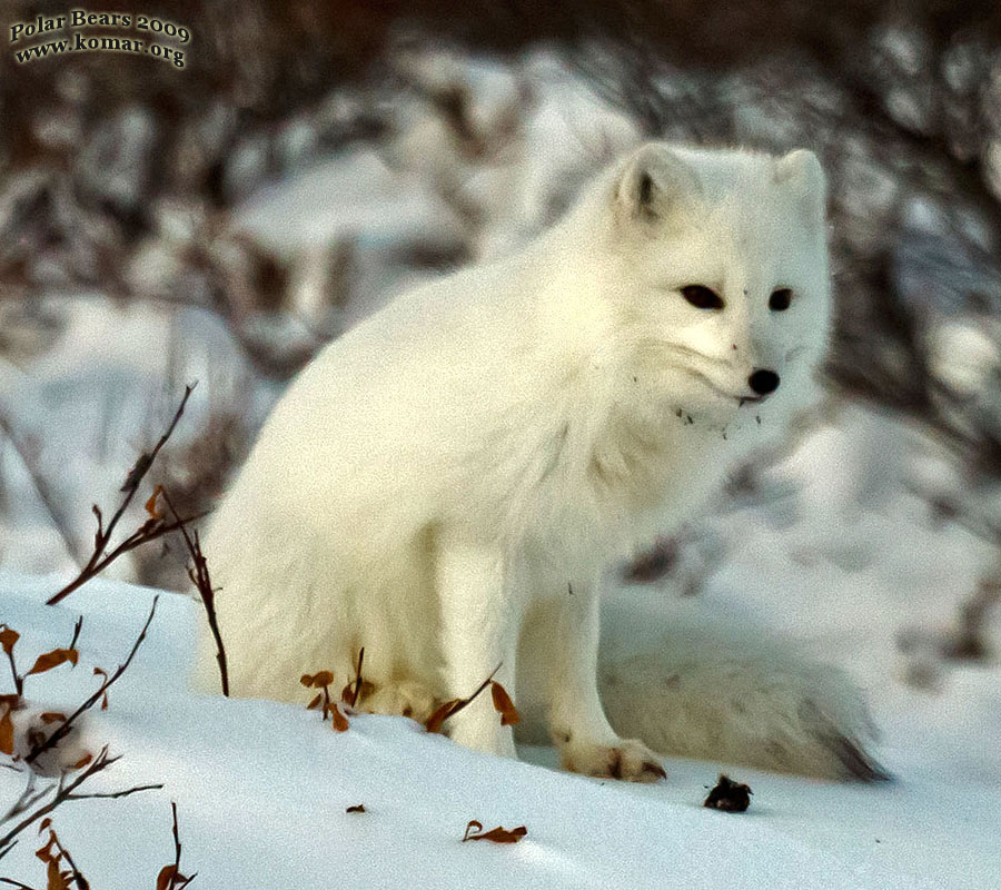 churchill arctic fox pick