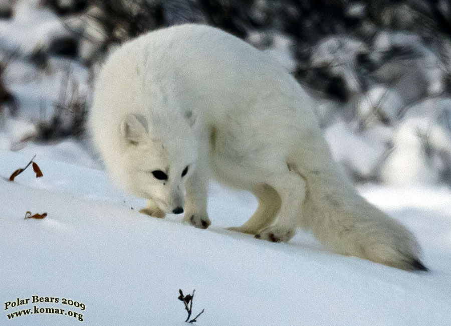 churchill arctic fox curl up