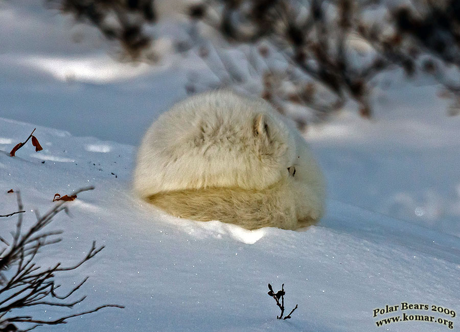 churchill polar bear tundra lodge arctic fox sleep