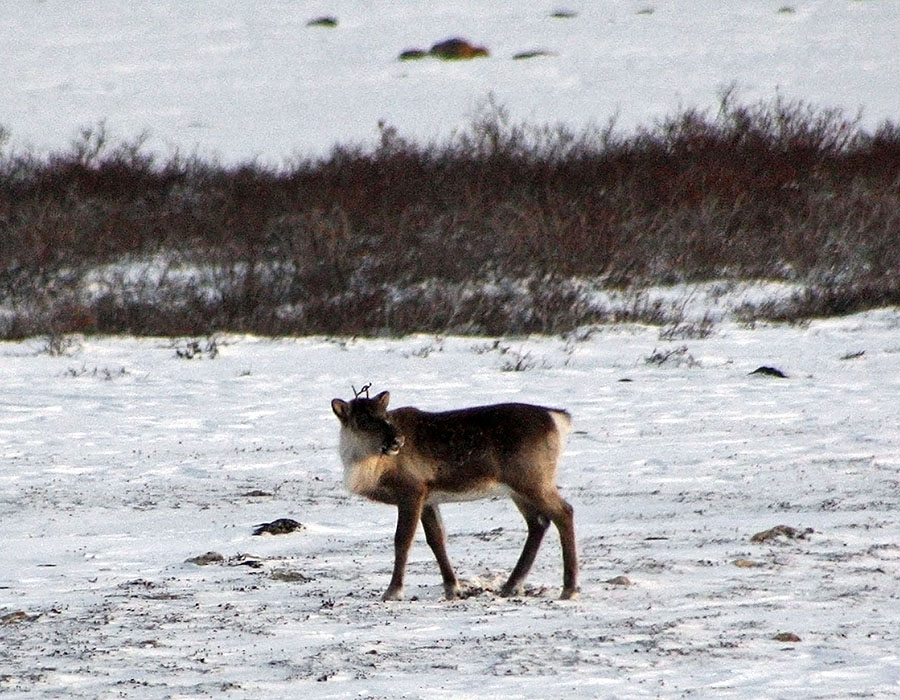 churchill arctic fox curl up