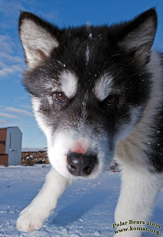 churchill dog sledding puppy sequence